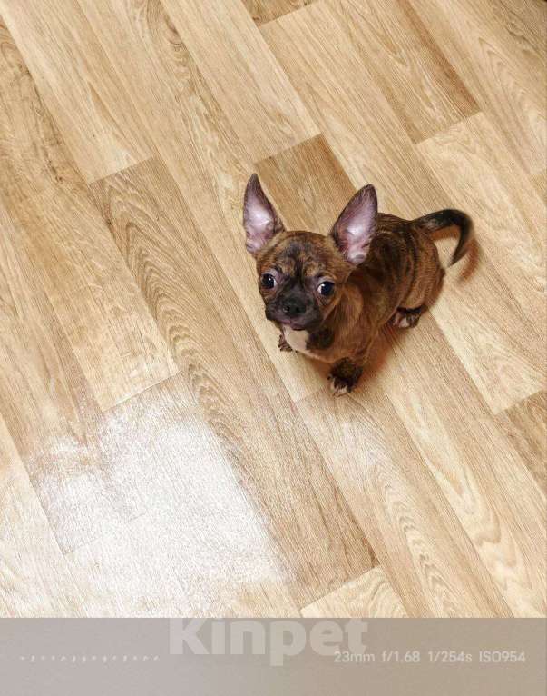 Собаки в Москве: Мальчик чихуахуа бейби фейс Мальчик, 20 000 руб. - фото 5