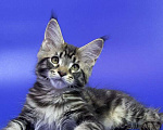 Кошки в Москве: Котенок Мейн кун. Мальчик, Бесплатно - фото 5