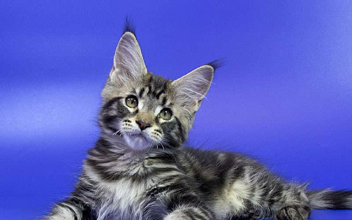 Котенок Мейн кун.