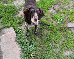 Собаки в Люберцах: В жк Томилино парк более недели назад найдена собака.  Девочка, 1 руб. - фото 2