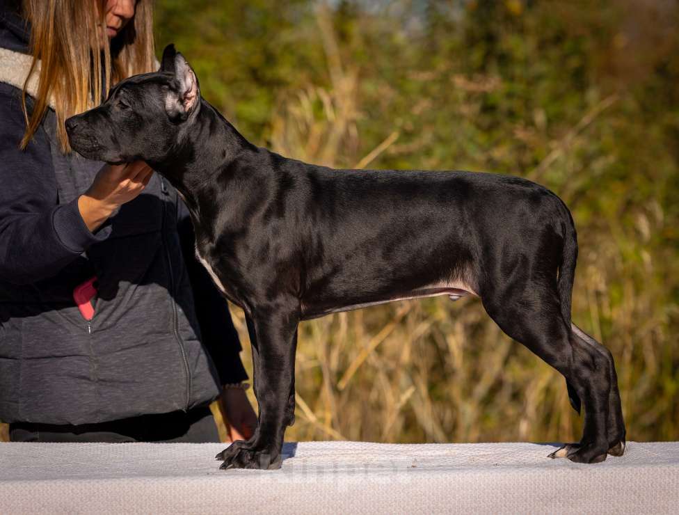 Собаки в Санкт-Петербурге: Щенки - Прайтер Мальчик, 75 000 руб. - фото 6