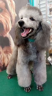 Пуделята, мальчики,цвет серебро