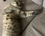 Кошки в Калининграде: Кот Том Мальчик, Бесплатно - фото 2