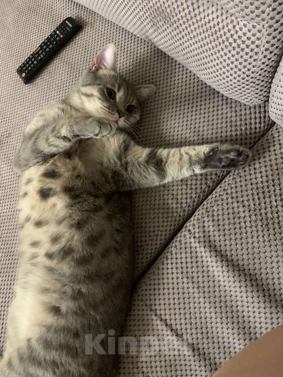 Кошки в Калининграде: Кот Том Мальчик, Бесплатно - фото 2