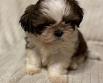 Собаки в Санкт-Петербурге: Очаровательная девочка ши тцу  Девочка, 35 000 руб. - фото 2