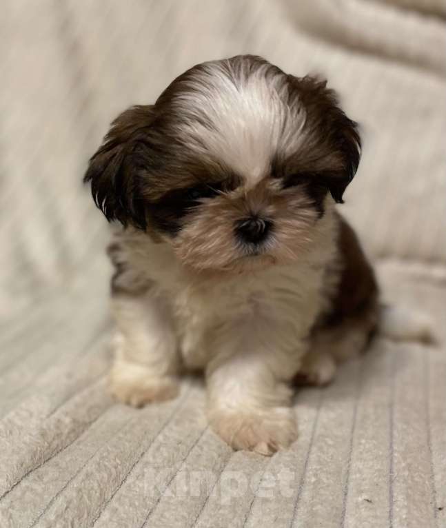 Собаки в Санкт-Петербурге: Очаровательная девочка ши тцу  Девочка, 35 000 руб. - фото 2