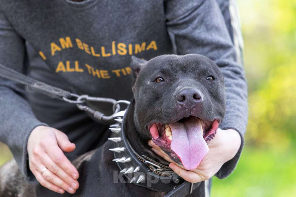 Собаки в Москве: Веном в добрые руки Мальчик, Бесплатно - фото 2
