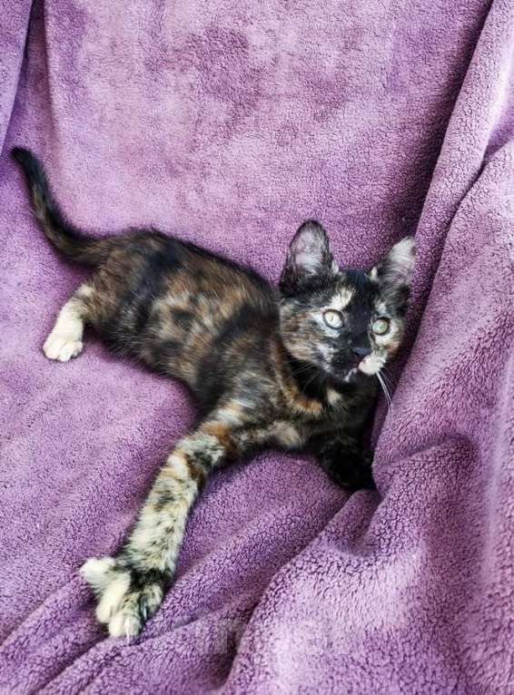 Кошки в Санкт-Петербурге: Котёнок, милая звездочка с красивым окрасом Девочка, Бесплатно - фото 4