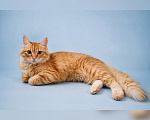 Кошки в Москве: Котик Рыжик в добрые руки Мальчик, Бесплатно - фото 3