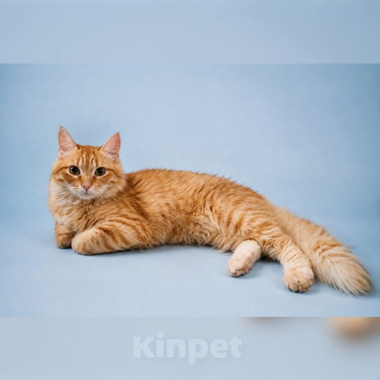 Кошки в Москве: Котик Рыжик в добрые руки Мальчик, Бесплатно - фото 3