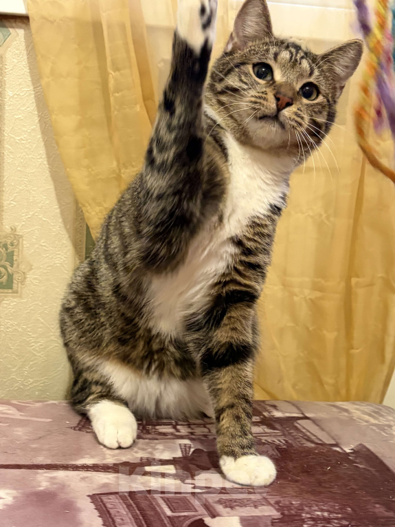 Кошки в Санкт-Петербурге: Котик полосатик подросток , стерилизован Мальчик, Бесплатно - фото 5