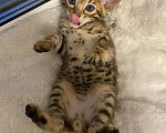 Кошки в других городах Московской области: Бенгальский котенок Мальчик, 18 000 руб. - фото 5