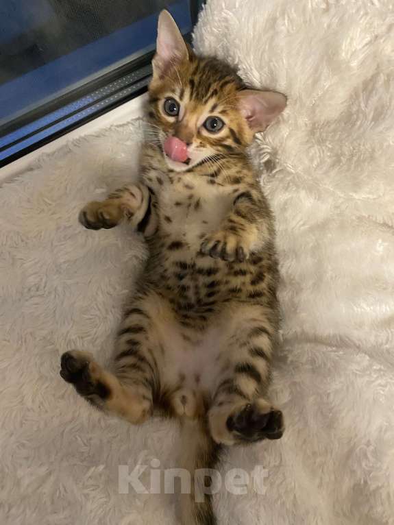 Кошки в других городах Московской области: Бенгальский котенок Мальчик, 18 000 руб. - фото 5