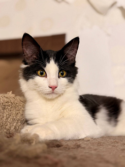 Котенок Бриз в добрые руки