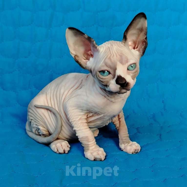 Кошки в Королеве: Moon Kiss Gypsy Девочка, 70 000 руб. - фото 1