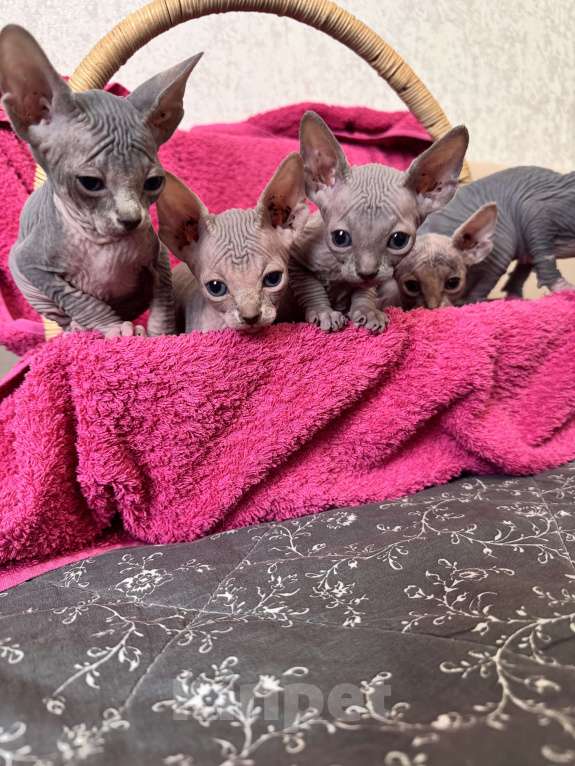 Кошки в Москве: Котята канадского сфинкса Мальчик, 25 000 руб. - фото 6