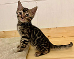 Кошки в Москве: Бенгальский котенок  Мальчик, 50 000 руб. - фото 3