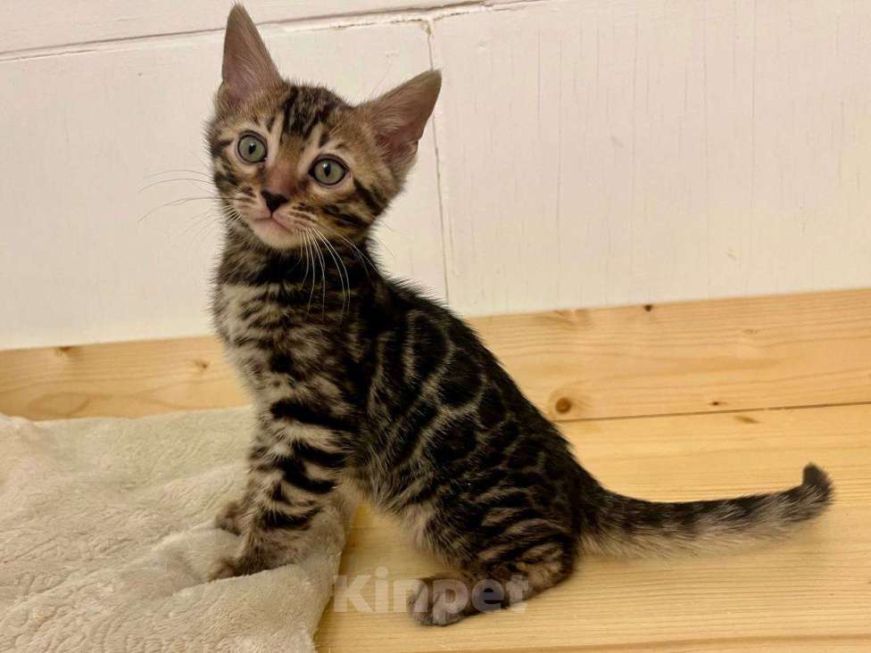 Кошки в Москве: Бенгальский котенок  Мальчик, 50 000 руб. - фото 3