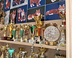Кошки в Новосибирске: Котята курильский бобтейл Разнополые, 50 000 руб. - фото 2