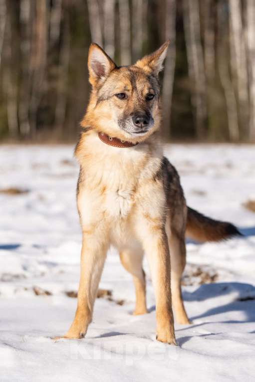 Собаки в Клине: Кейси — трогательная собачка Девочка, Бесплатно - фото 4