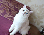 Кошки в Владивостоке: Красивый британский мальчик Мальчик, 60 000 руб. - фото 3