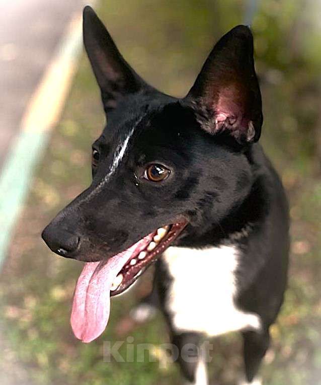 Собаки в Москве: Пес Малыш в дар на радость и счастье!)) Мальчик, Бесплатно - фото 5