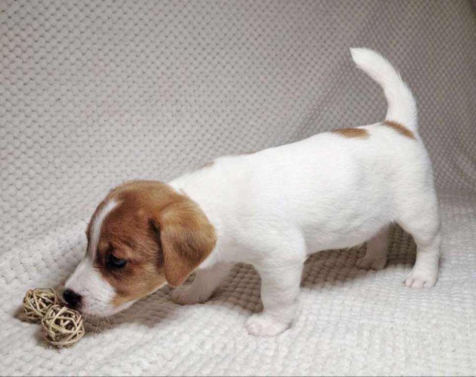 Собаки в Москве: Мальчик Джек Рассел терьера Мальчик, 55 000 руб. - фото 5