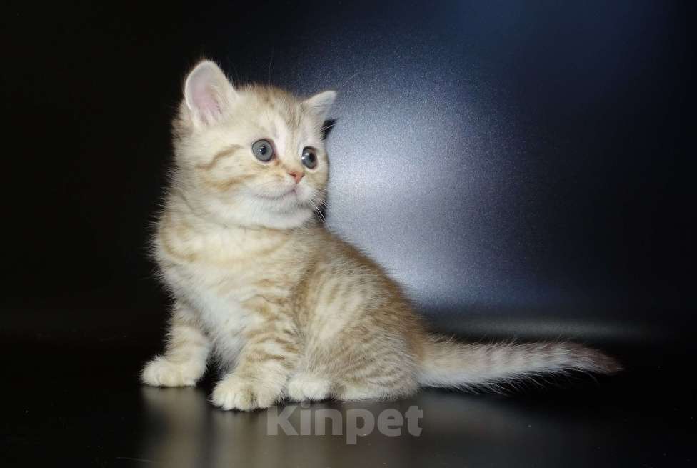 Кошки в Москве: Шотланские котята, шоколадный окрас, девочки, БРИД-класс Девочка, 30 000 руб. - фото 3