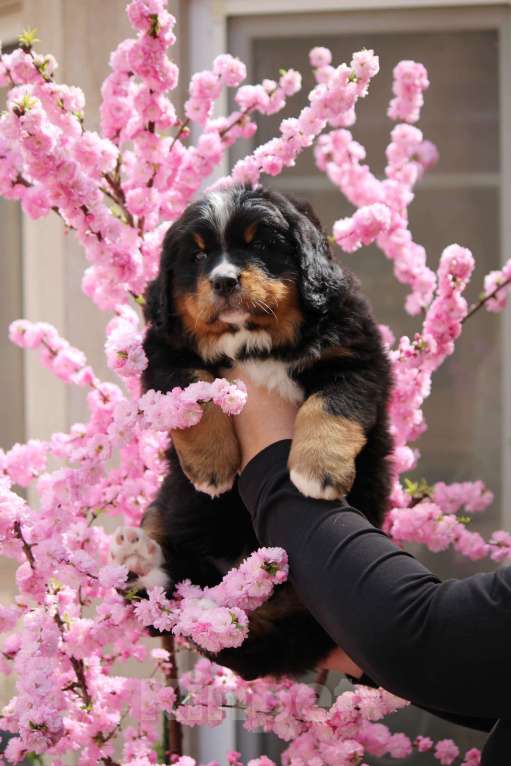 Собаки в Москве: Щенок Бернского Зенненхунда Девочка, Бесплатно - фото 5