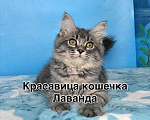 Кошки в Москве: Сибирский котёнок Девочка, Бесплатно - фото 1
