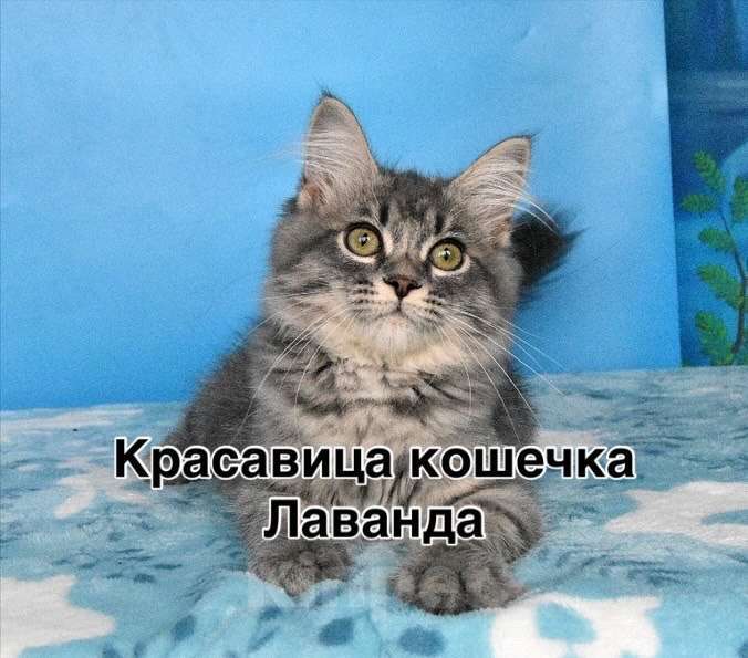 Кошки в Москве: Сибирский котёнок Девочка, Бесплатно - фото 1