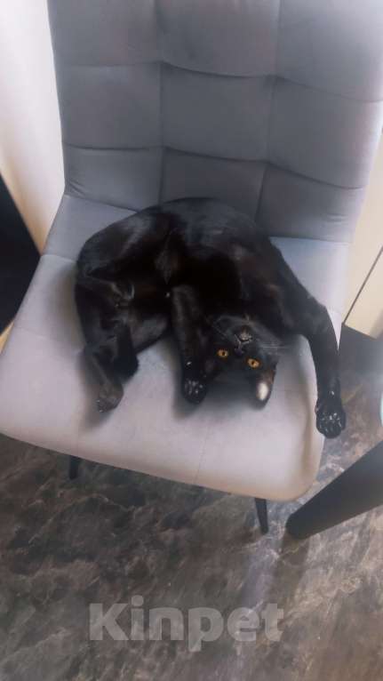 Кошки в Санкт-Петербурге: Бомбейские котята  Мальчик, Бесплатно - фото 4