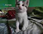 Кошки в Симферополе: Котята в добрые руки Разнополые, Бесплатно - фото 9