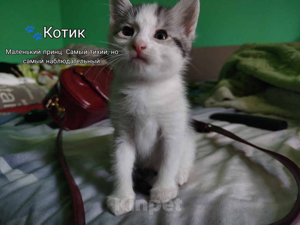 Кошки в Симферополе: Котята в добрые руки Разнополые, Бесплатно - фото 9