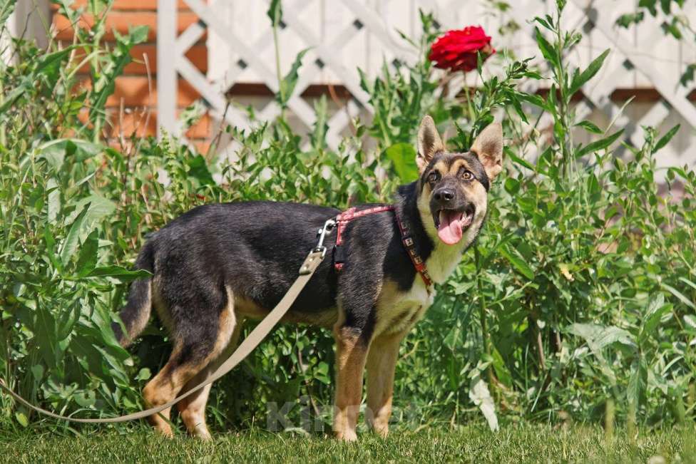 Собаки в других городах Московской области: Альфа Девочка, Бесплатно - фото 4