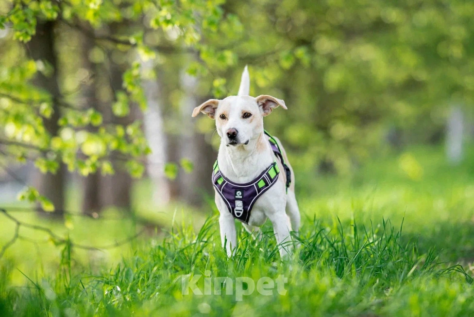 Собаки в Москве: Собака в дар Мальчик, Бесплатно - фото 4