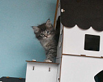 Кошки в Москве: Сибирские котята Девочка, Бесплатно - фото 6
