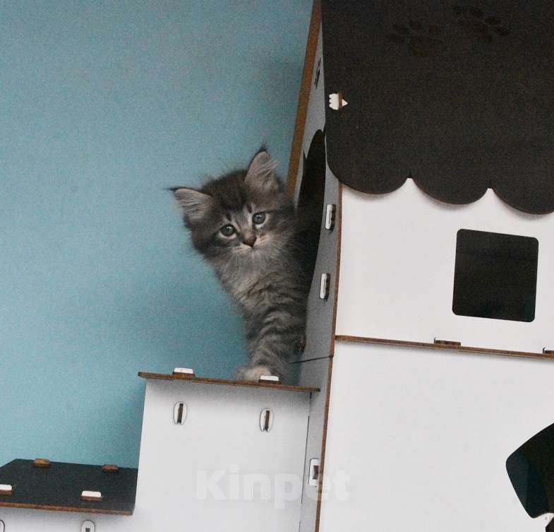Кошки в Москве: Сибирские котята Девочка, Бесплатно - фото 6