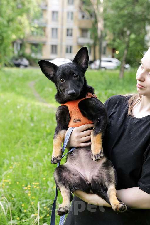 Собаки в Санкт-Петербурге: Миниатюрная собачка Ханни ищет дом! Девочка, Бесплатно - фото 2