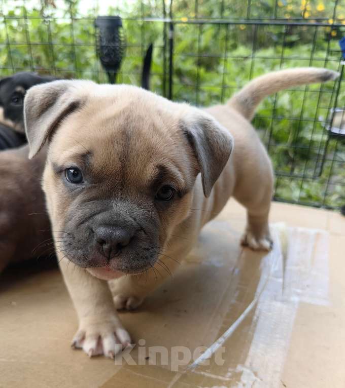 Собаки в Александрове: Малыш американский булли Мальчик, 120 000 руб. - фото 4