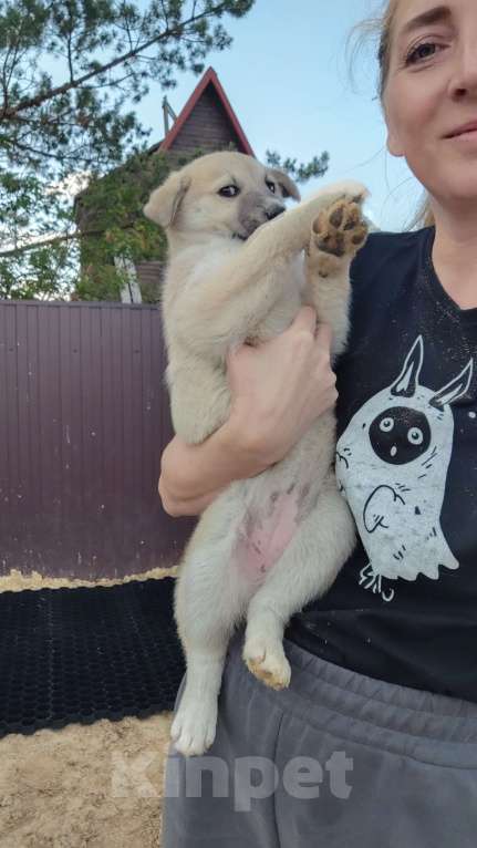 Собаки в других городах Московской области: Мишель Девочка, Бесплатно - фото 8