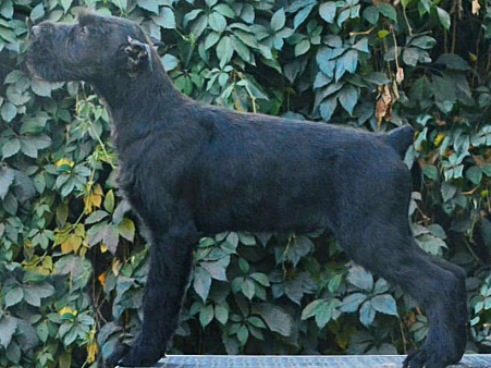 Щенок Ризеншнауцера 