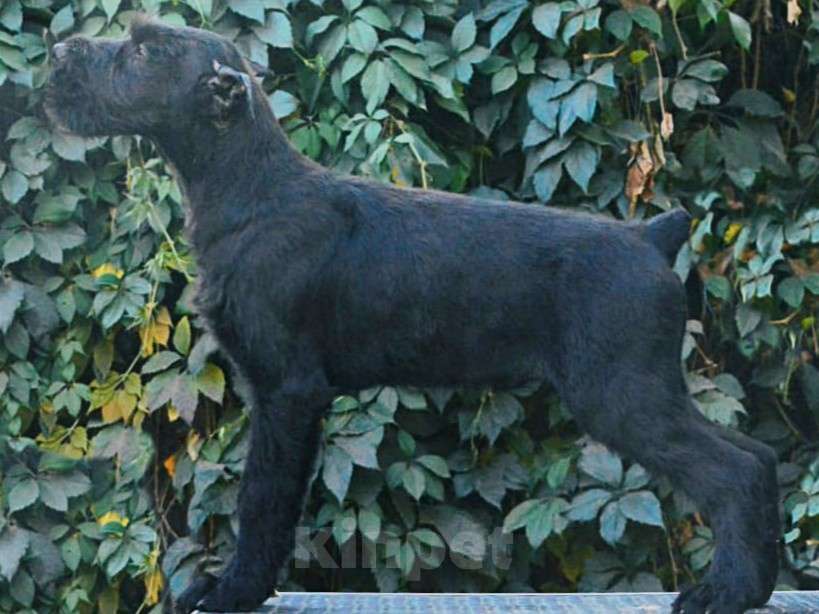 Собаки в Самаре: Щенок Ризеншнауцера  Мальчик, 100 000 руб. - фото 1