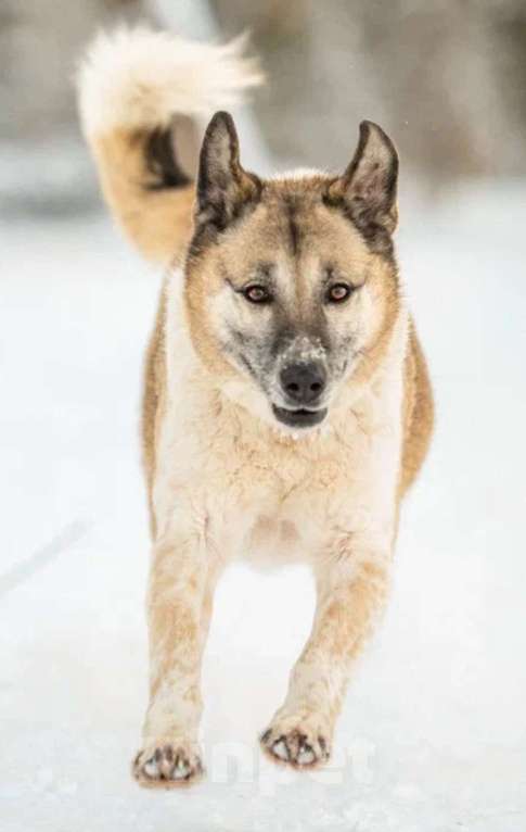 Кошки в других городах Московской области: Юта 7 лет ищет своих людей 💛 Девочка, Бесплатно - фото 1