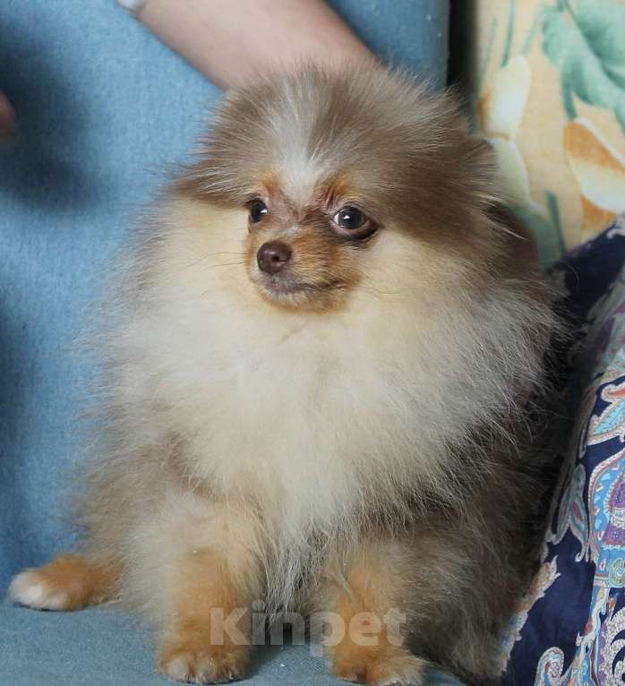 Собаки в Москве: Медвежонок мальчик Мальчик, 50 000 руб. - фото 2