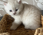 Кошки в Калининграде: Элитные котята из питомника Мальчик, 25 000 руб. - фото 1