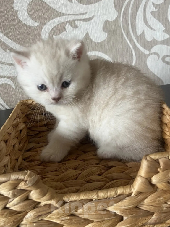 Кошки в Калининграде: Элитные котята из питомника Мальчик, 25 000 руб. - фото 1