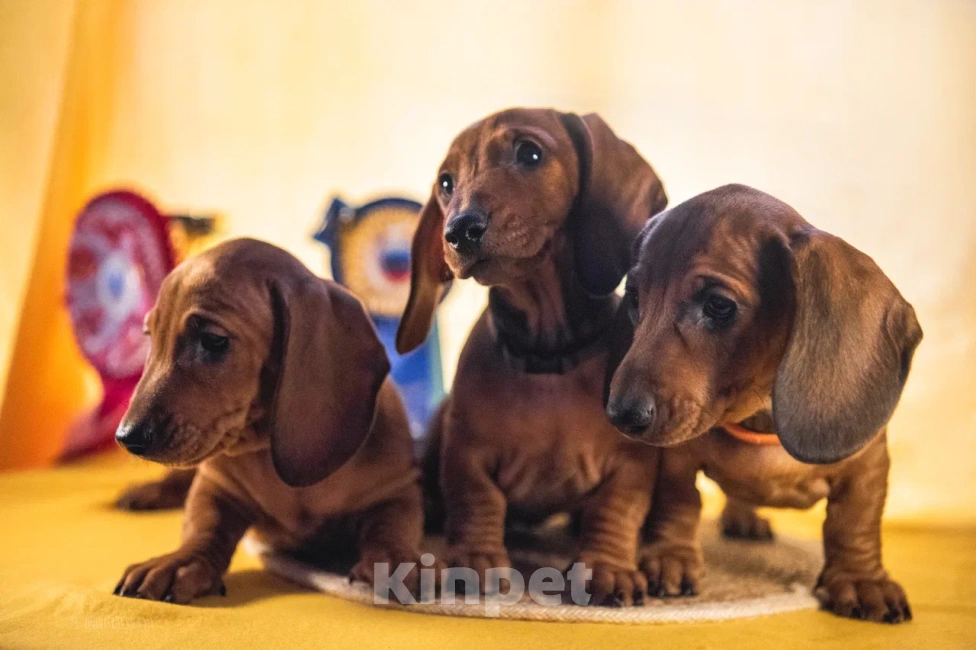 Собаки в Мурманске: такса стандартная гладкошерстная Девочка, 40 000 руб. - фото 3