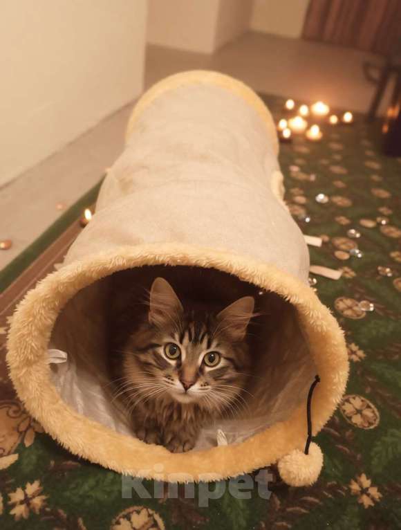 Кошки в Санкт-Петербурге: Яша ( лесной кот) Мальчик, Бесплатно - фото 3