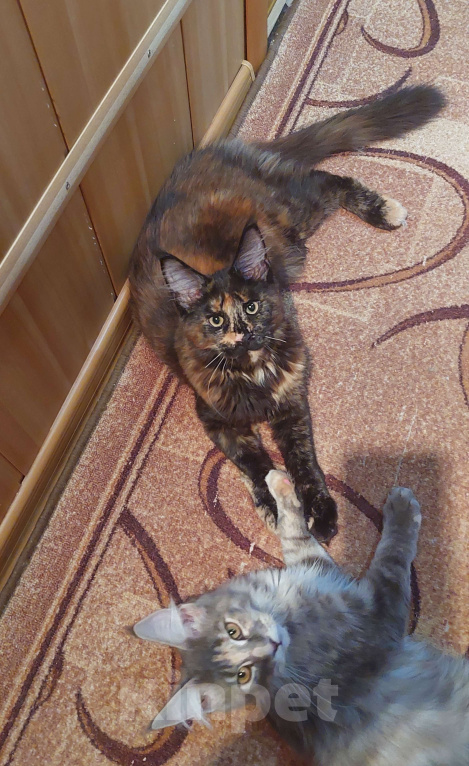 Кошки в Озерске: Кошечка в оригинальном окрасе Девочка, 35 000 руб. - фото 7